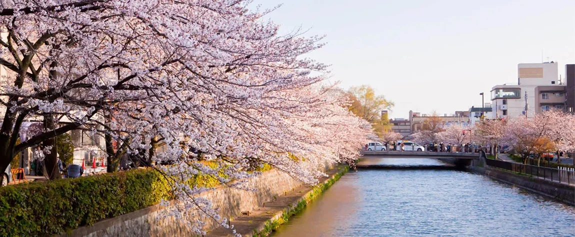 The best time and season to experience a rare snow falls on Cherry blossoms in Japan.