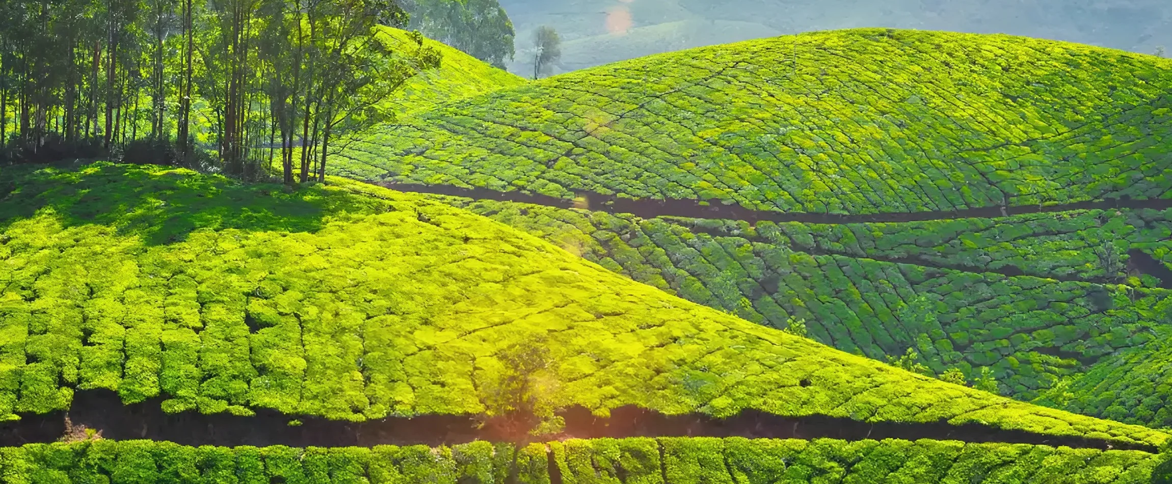 Places to Visit in Coonoor